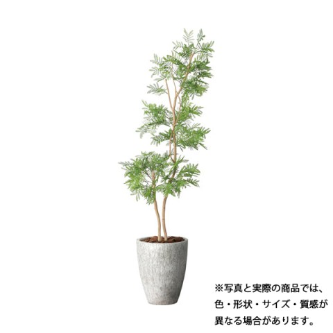 |s[ ItBXANZT @gsv O[|bg Go[tbV@1.8m GLPA-082