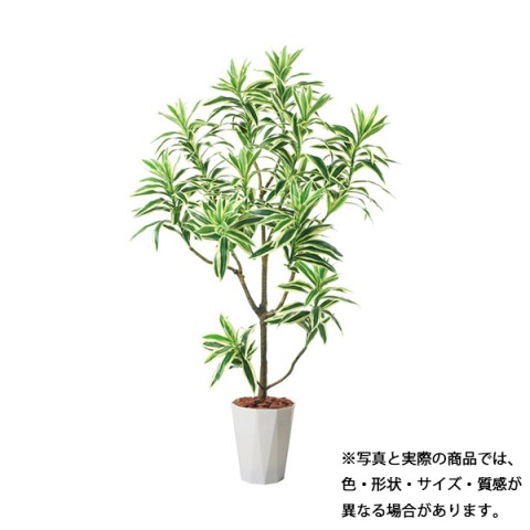 ?|?s?[ ?I?t?B?X?A?N?Z?T?? ???????@?g???s?v ?O???[???|?b?g 115cm?@?h???Z?i?C???f?B?A GLPS-1536 PWL