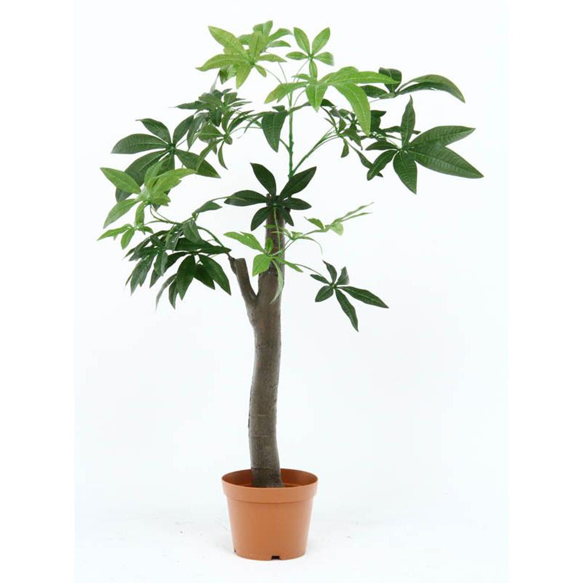 13498 52665【送料無料】 | 不二貿易 観葉植物通販 - Kagg.jp